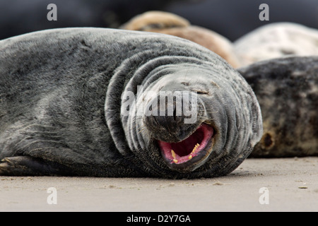 / Le phoque gris Le phoque gris (Halichoerus grypus) colonie, Close up de bâillements homme reposant sur plage le long de la côte de la mer du Nord Banque D'Images