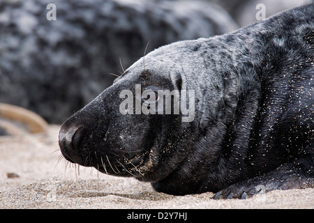 / Le phoque gris Le phoque gris (Halichoerus grypus) colonie, près de l'homme reposant sur la plage le long de la côte de la mer du Nord Banque D'Images