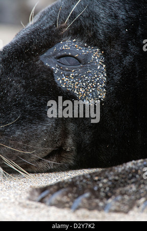 / Le phoque gris Le phoque gris (Halichoerus grypus) close up of eye Banque D'Images