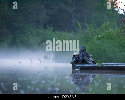 Canard aux canetons dormir sur un radeau dans la saison des nuits blanches Banque D'Images