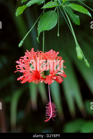 Lanterne japonaise, les hibiscus, palmiers, hibiscus, Rosemallow Japonais Hibiscus schizopetalus, Malvaceae, Afrique de l'Est. Banque D'Images