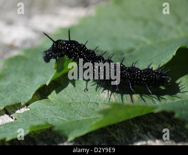 Hérissés de Caterpillar noir et le coloré papillon paon commun (Inachis io) Banque D'Images