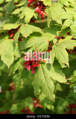 Le Japanese Maple, Fullmoon Érable ou Japanese Maple, Acer japonicum, Sapindaceae (Aceraceae). Le Japon. Aka. Pleine lune d'érable. Banque D'Images