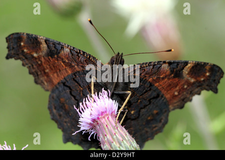 Papillon Paon commun européen (Inachis io, Aglais io) sur une fleur de chardon Banque D'Images