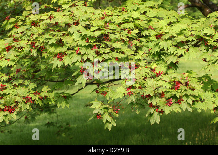 Le Japanese Maple, Fullmoon Érable ou Japanese Maple, Acer japonicum, Sapindaceae (Aceraceae). Le Japon. Aka. Pleine lune d'érable. Banque D'Images