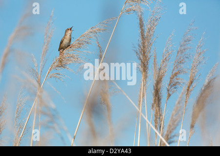 Savi's Warbler mâle Locustella luscinioides chanter dans des en Hongrie Banque D'Images