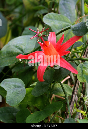 Passion de La Vigne, Passiflora murucuja, Passifloraceae. Des Caraïbes. Aka. La passiflore, Passiflore, Passiflore Île Vierge. Banque D'Images