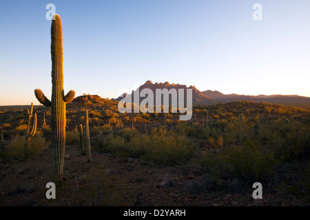 Monument national d'Ironwood, Ragged Top Mountain dans la distance, Arizona Banque D'Images