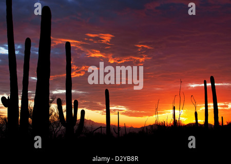 De soleil colorés dans le désert de Sonora, à l'ouest de Saguaro National Park, Tucson, Arizona Banque D'Images