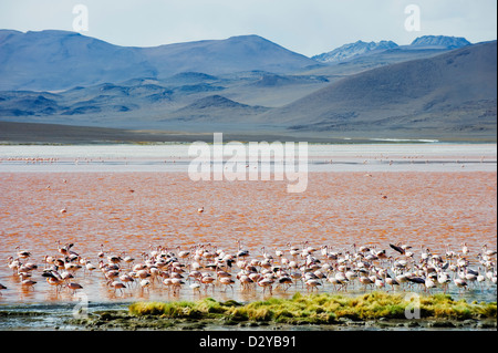 Phoenicoparrus jamesi, Flamant de James, à Laguna Colorado, Red Lake, Eduardo Avaroa Communauté andine, la réserve nationale de la Bolivie, de l'Amer Banque D'Images