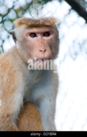 Portrait de la smart monkey avec calme et intelligente. Il s'agit d'animal sauvage à proximité d'un temple de Sri Lanka Banque D'Images