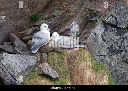 Les goélands communs, plus communément appelés les mouettes qui nichent dans les falaises de Balnakeil bay, Durness, Sutherland au printemps Banque D'Images