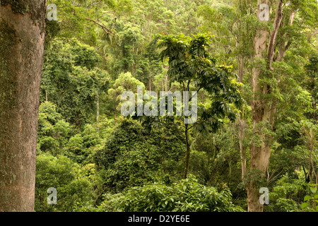 Parc National des Border Ranges Banque D'Images