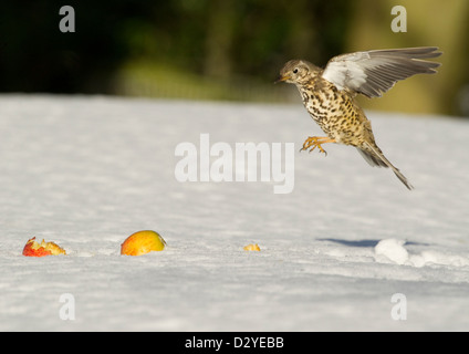 Mistle Thrush Turdus viscivorus en vol d'atterrir près de la pomme sur l'aubaine au sol couvert de neige. Le comté de Durham, Royaume-Uni. Banque D'Images