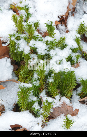 Clubmoss brillant (Huperzia lucidula), croissant sur le fond de la forêt, hiver, E USA, par Skip Moody/Dembinsky photo Assoc Banque D'Images