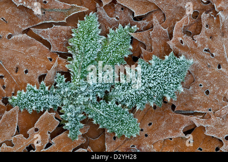 Frost on Bull Thistle (Cirsium vulgare) et feuilles de chêne (Quercus species) E USA, par Skip Moody/Dembinsky photo Assoc Banque D'Images