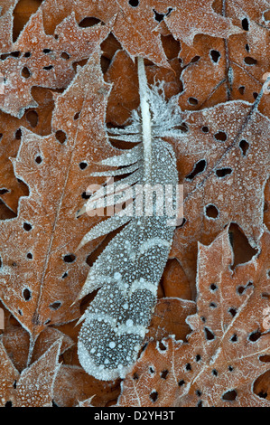 Frost on Ruffed Grouse (Bonasa umbellus) Feather & Oak Leaves on Forest Floor E USA, par Skip Moody/Dembinsky photo Assoc Banque D'Images