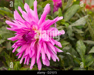 Dahlia dans la Napa Valley au nord de San Francisco California USA Banque D'Images