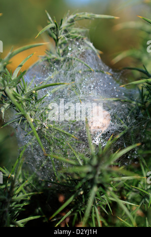 Spider web sur l'ajonc bush couverts dans les gouttelettes d'eau Banque D'Images