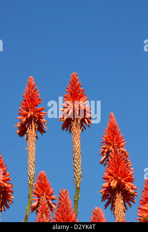 De plus en plus l'Aloe Vera contre un ciel bleu sur les falaises au-dessus de Laguna Beach en Californie Banque D'Images