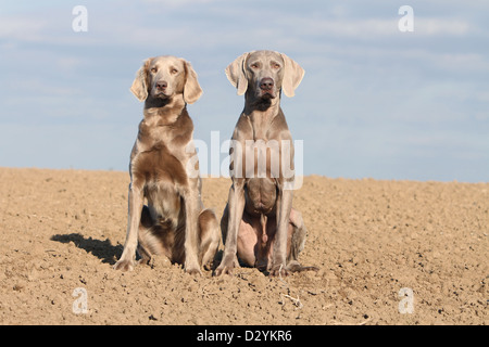 Chiens d'arrêt longhair et shorthair / Deux adultes assis dans un champ Banque D'Images