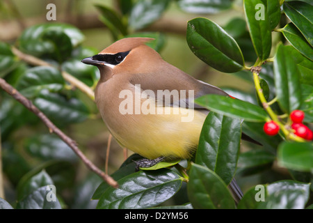 Jaseur boréal Bombycilla cedrorum (portrait). Banque D'Images