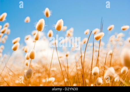 L'accent peu profondes des herbes sauvages contre un ciel bleu en champ d'or Banque D'Images