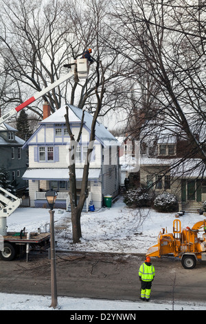 Un arbre malade est coupé par un village en équipage Shorewood, Wisconsin. Banque D'Images