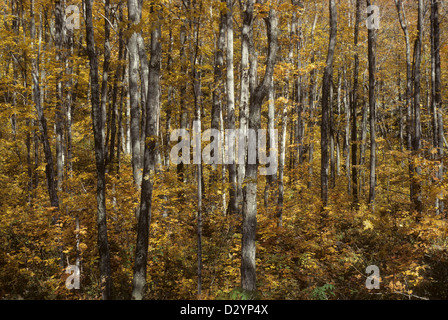 La forêt d'or à l'automne, le Parc National de la Gatineau, près d'Ottawa Ontario Canada Banque D'Images