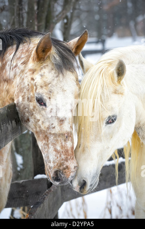 Deux chevaux montrer de l'affection et la proximité tout en touchant, un étalon arabe blanc et une jument Appaloosa acquain obtenir Banque D'Images