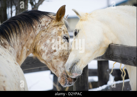 Deux chevaux montrer de l'affection et la proximité tout en touchant, un étalon arabe blanc et une Appaloosa mare. Banque D'Images