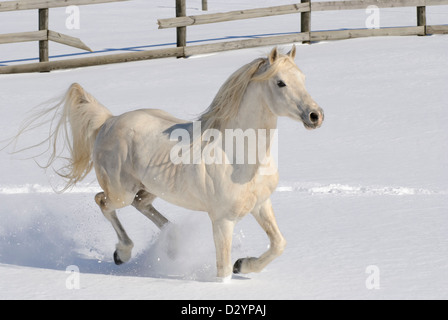 Un pur sang Arabian Stallion tournant librement avec la crinière et la queue battant dans la neige fraîche Banque D'Images