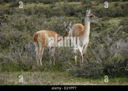 Guanacos (femmes et jeunes) dans le Parc National Torres del Paine, Patagonie, Chili Banque D'Images