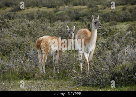 Guanacos (femmes et jeunes) dans le Parc National Torres del Paine, Patagonie, Chili Banque D'Images