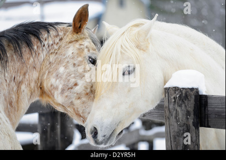 Un Appaloosa et un étalon arabe pour se découvrir par-dessus la clôture. Banque D'Images