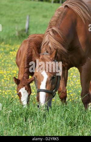 Le pâturage des chevaux au printemps buttercup champ, une mare et son jeune poulain de race, quarter horses. Banque D'Images