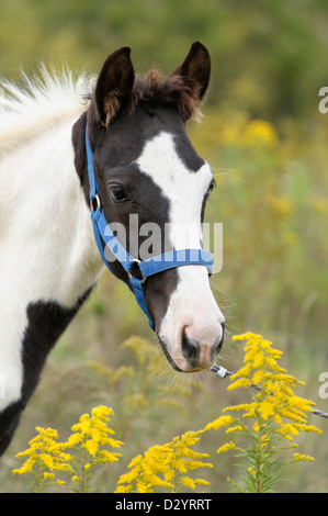 Cheval dans la verge d'un jaune fleurs, Tennessee Walker noir et blanc poulain peinture colt à fleurs sauvages, Close up. Banque D'Images