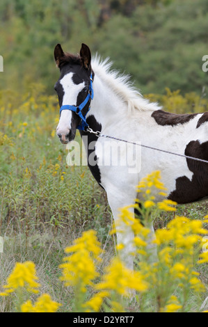 Cheval dans la verge d'un jaune fleurs, Tennessee Walker noir et blanc poulain peinture colt à fleurs sauvages, Close up. Banque D'Images