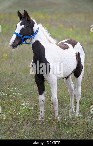 Une alerte jeune Tennessee Walker poulain standing in field, Close up. Banque D'Images