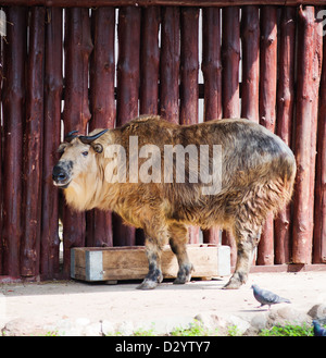 Sichuan Takin (Budorcas taxicolor Tibetana) ou de l'Antilope de chèvre Banque D'Images