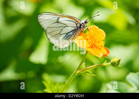 Geum. Belles fleurs rouge et papillon Aporia crataegi (shallow DoF) Banque D'Images