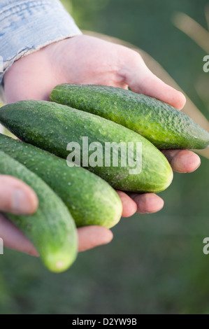 Gardener holding fresh récolte de concombres dans ses mains Banque D'Images