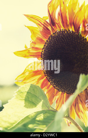 De plus en plus de tournesol dans un jardin à l'été Banque D'Images