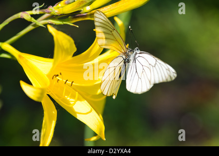 Deux beaux papillons assis sur un lis jaune Banque D'Images