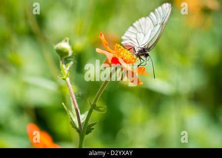 Geum. Belles fleurs rouge et papillon Aporia crataegi (shallow DoF) Banque D'Images