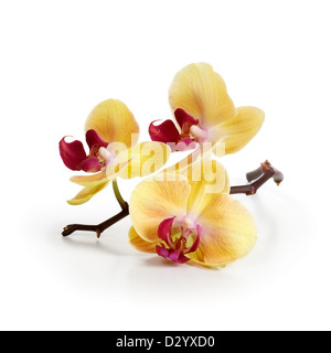 Trois gold orchid fleurs avec tige sur fond blanc Banque D'Images