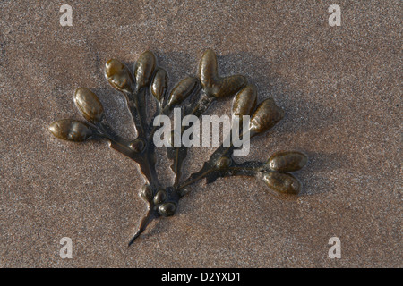 Bladderrack Algues (Fucus vesiculosus), sur la plage en été, Brean, Somerset, Angleterre, juillet Banque D'Images