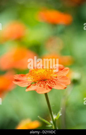 Geum. Belles fleurs rouges (shallow DoF) Banque D'Images