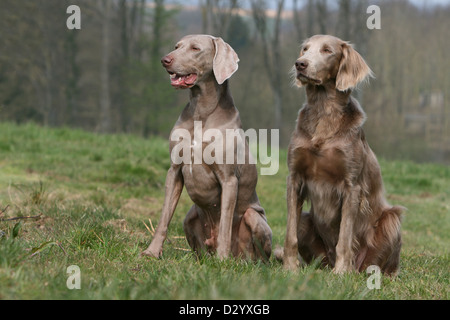 Chiens d'arrêt longhair et shorthair / Deux adultes assis dans un pré Banque D'Images