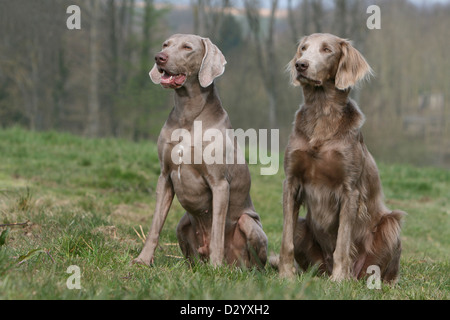 Chiens d'arrêt longhair et shorthair / Deux adultes assis dans un pré Banque D'Images